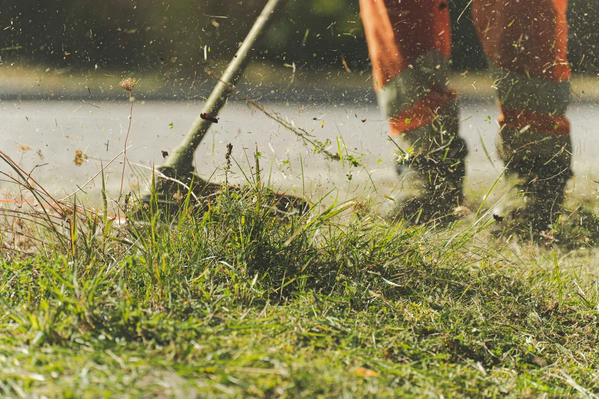 scalped lawn