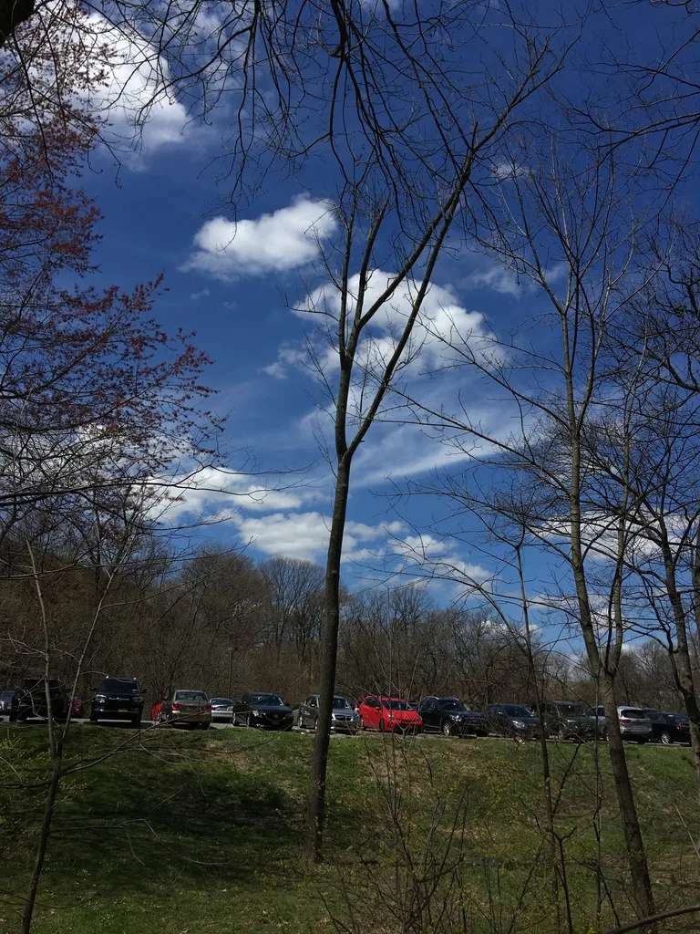 severe tree borer damage canopy