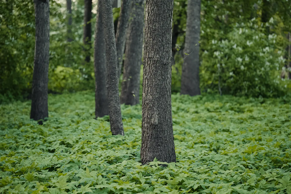 shade tolerant ground cover alternative