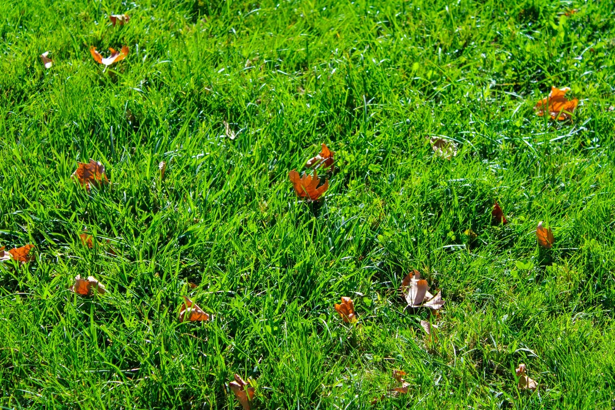 Should You Bag Grass Clippings
