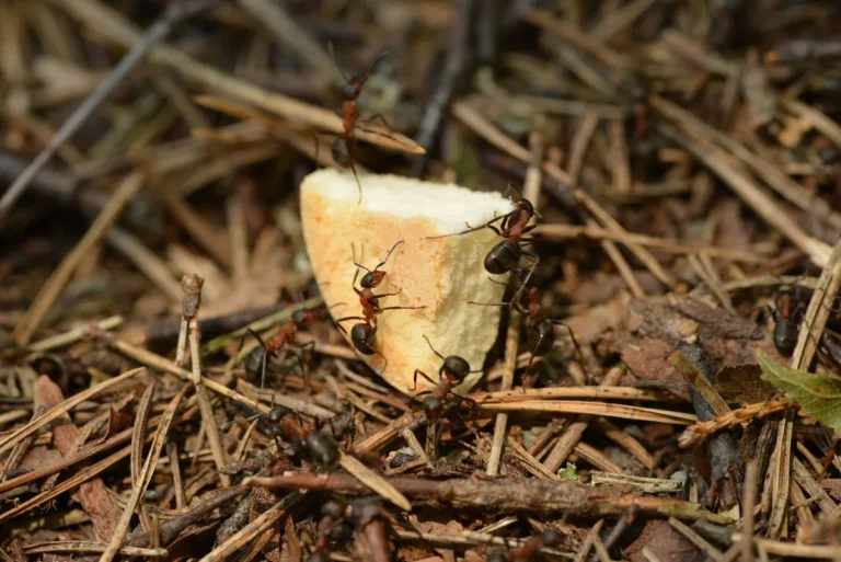 Signs of an Ant Infestation