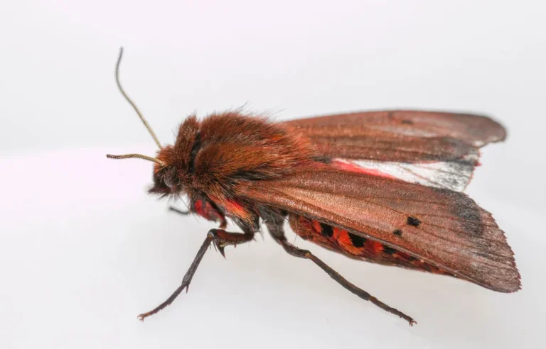 Signs of Clothes Moth Damage