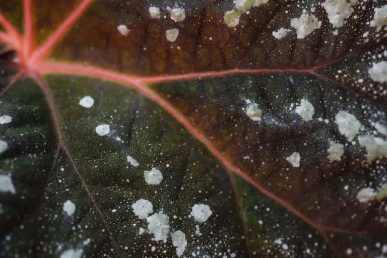 Signs of Fungal Disease in Plants