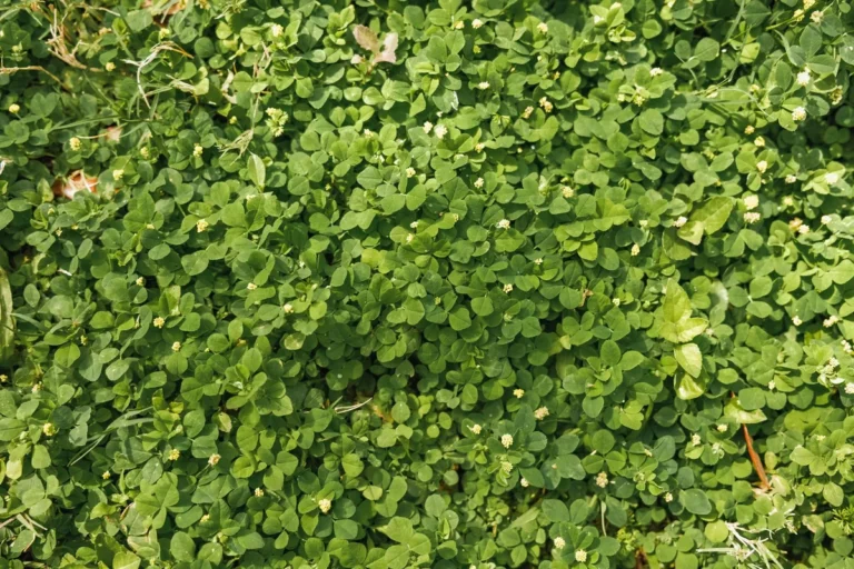 Signs Your Lawn Needs Fertilizer