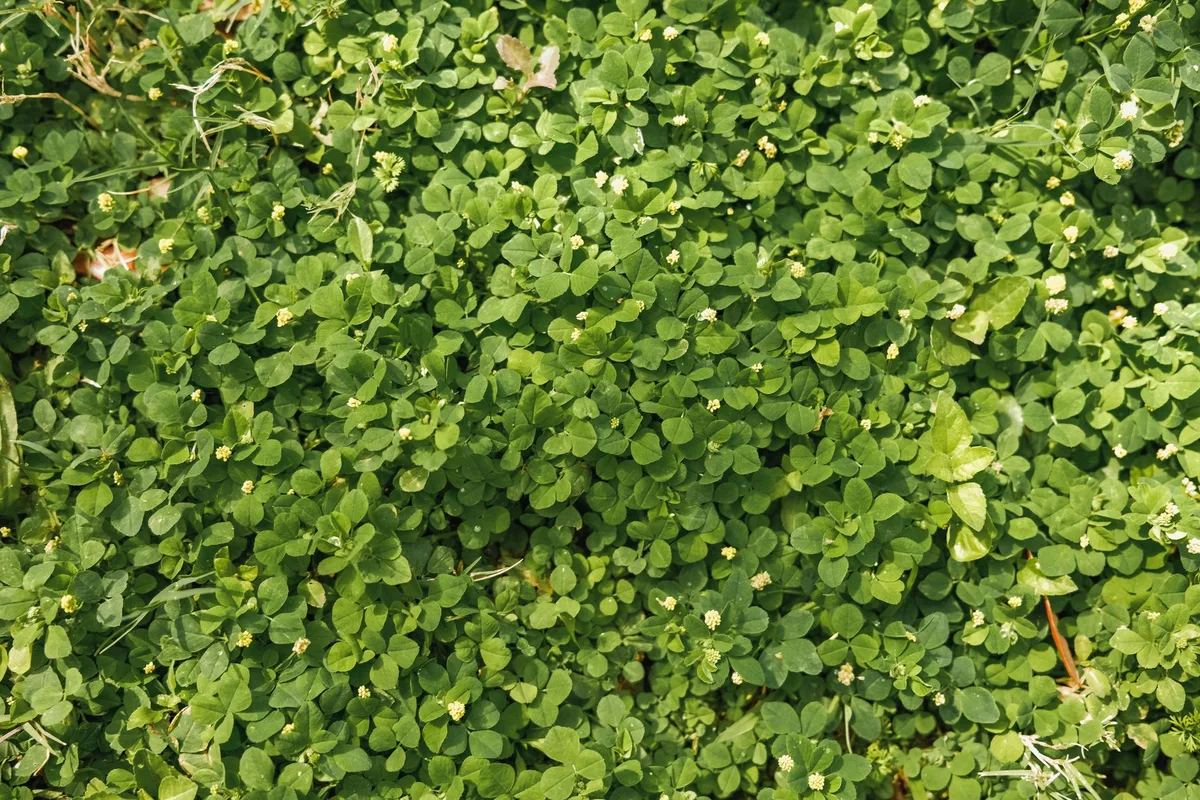 Signs Your Lawn Needs Fertilizer