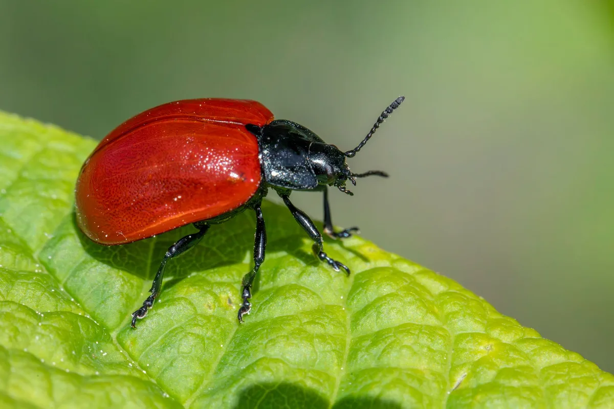simple decision tree garden pest management