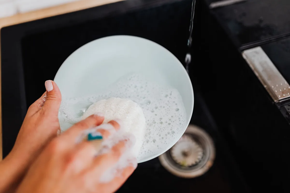 sink drain fruit fly breeding