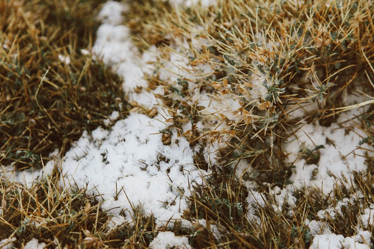 snow mold grass