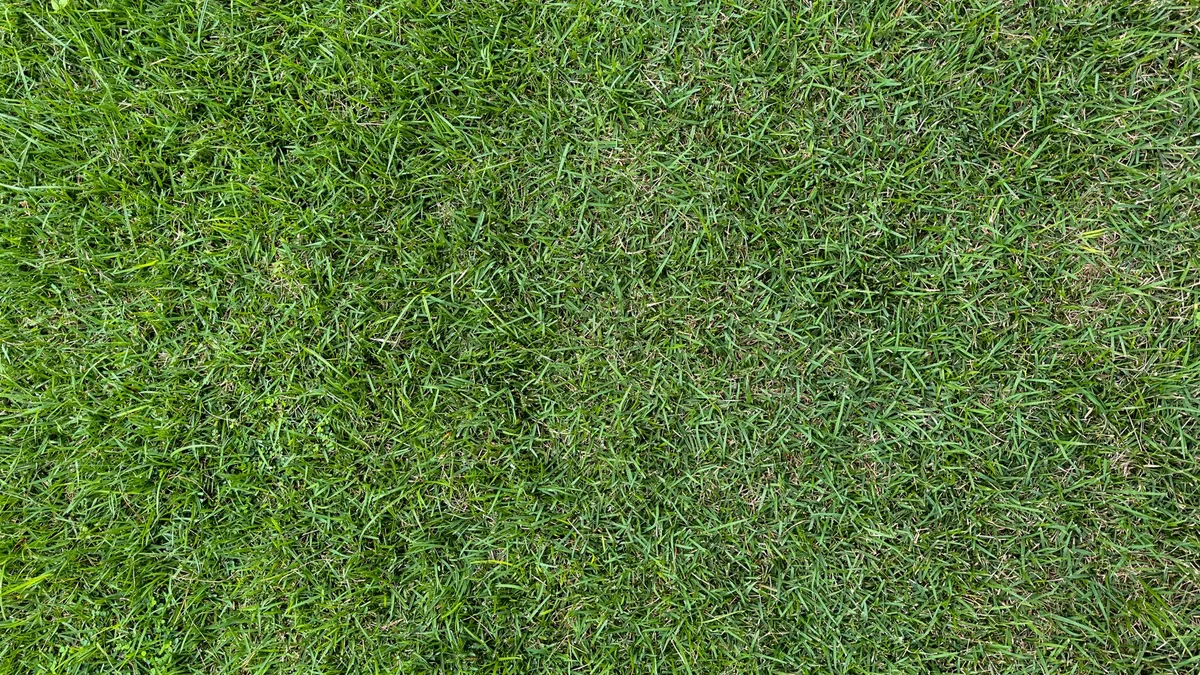 sod peel test grubs
