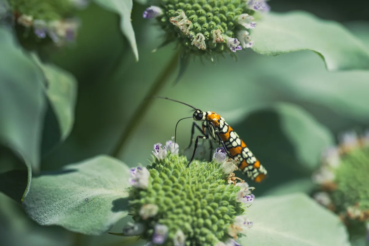sod webworm moth resting posture