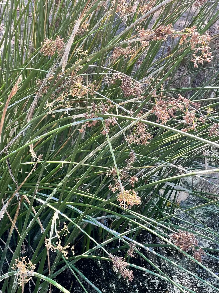 soil compaction diagram