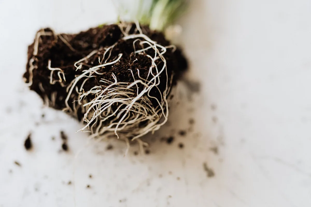 Soil compaction root growth comparison