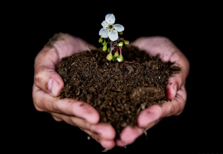 soil improvement maintenance guide
