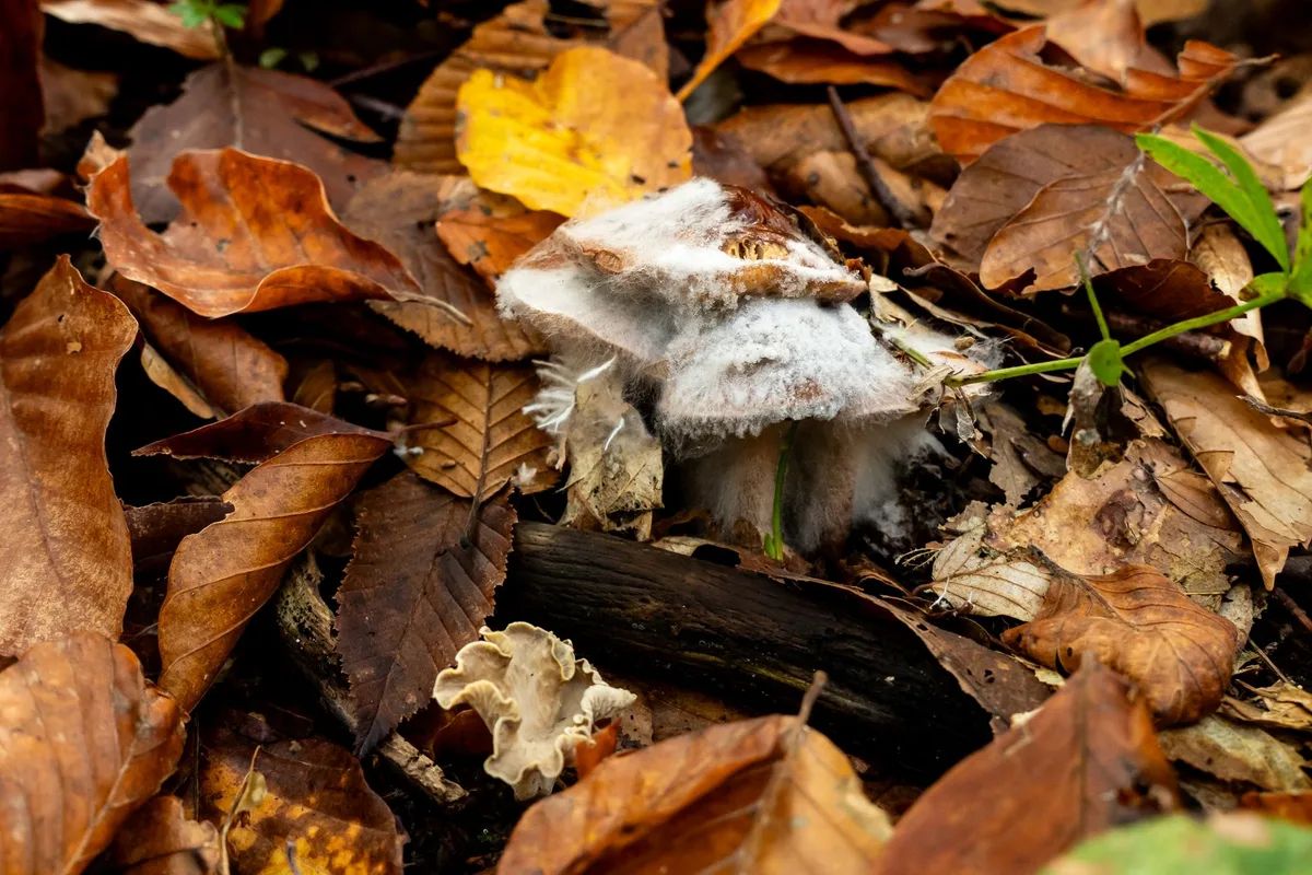 sooty mold on leaf