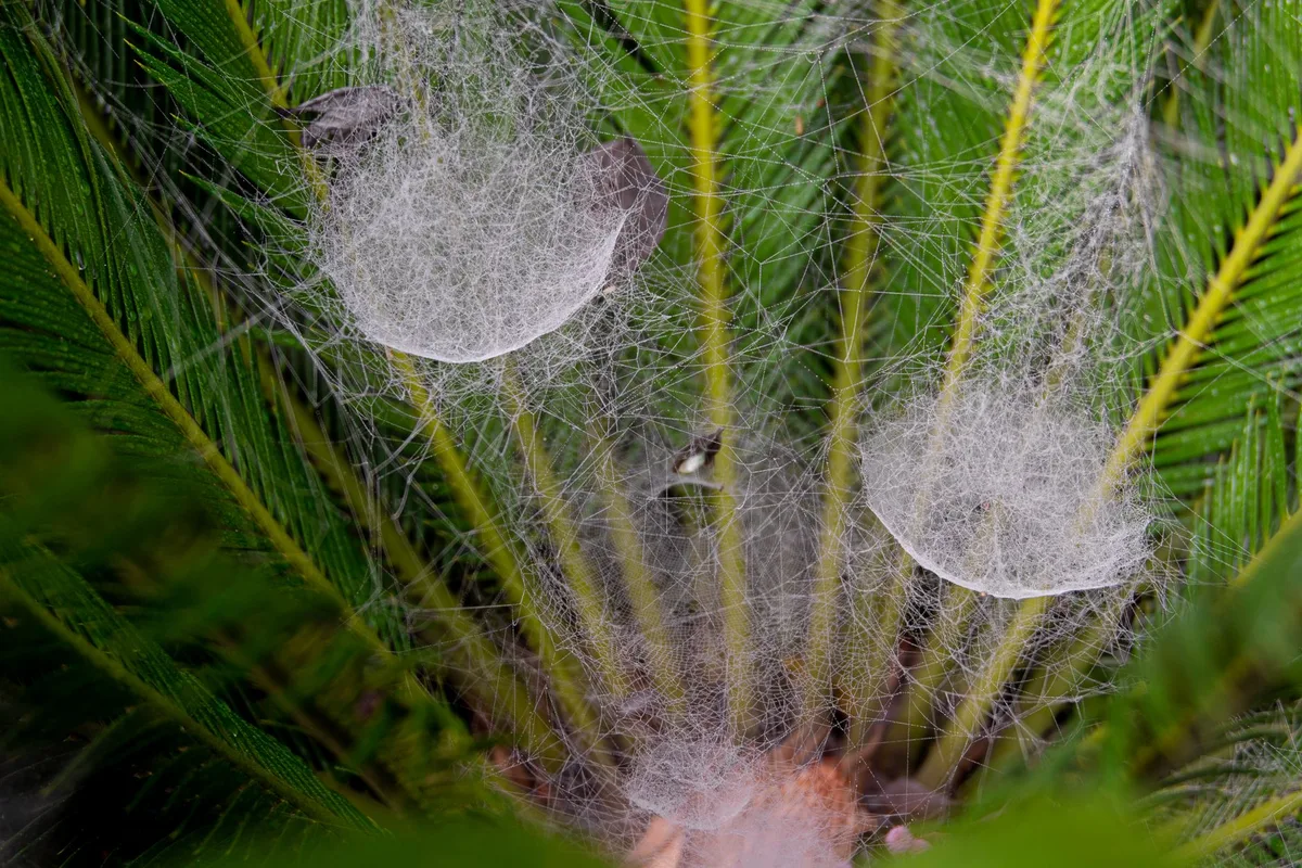 spider mite infestation severity stages