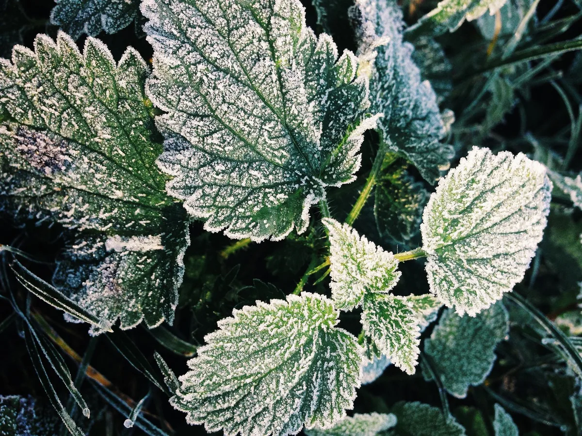 Spider mites webbing leaf underside