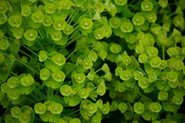 Spotted spurge weed identification