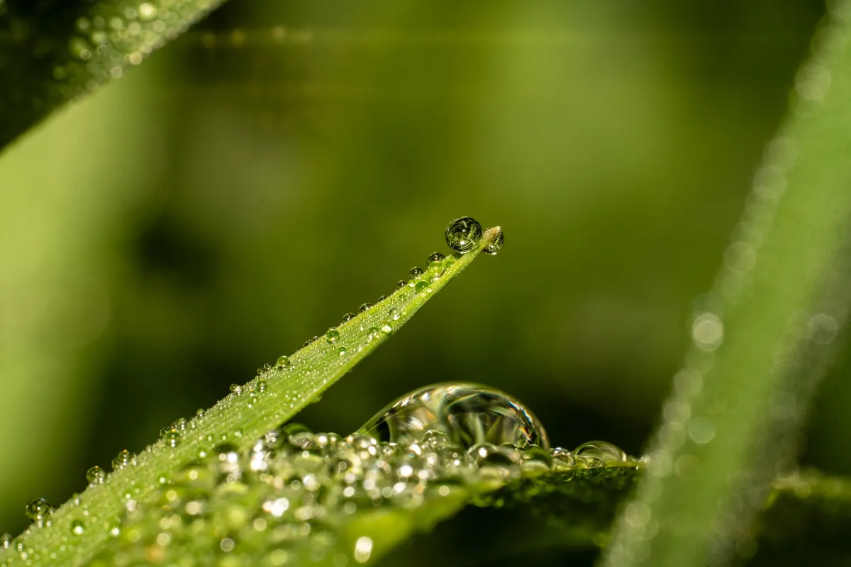 spray droplets on leaf surface rainfast