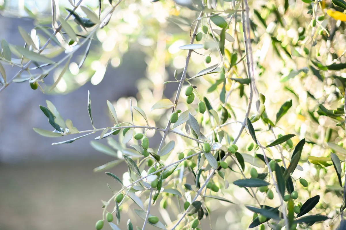 spraying horticultural oil on tree