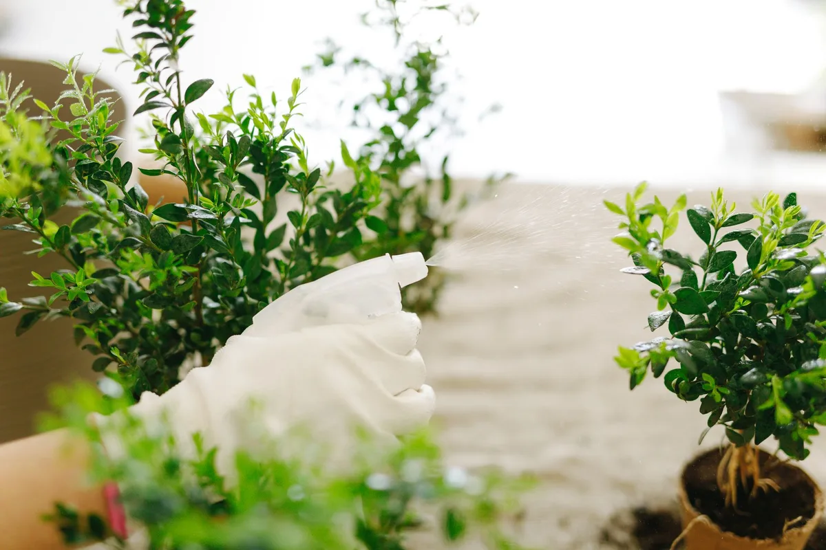 spraying neem oil on plants