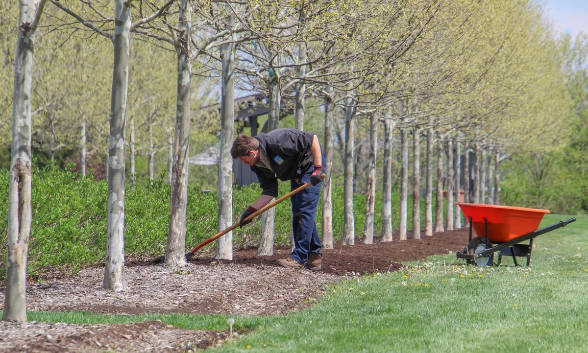 spreading mulch garden bed