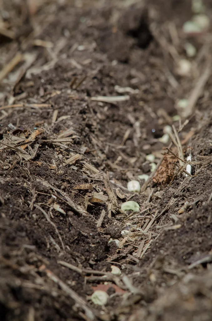 spring mulching vegetable garden