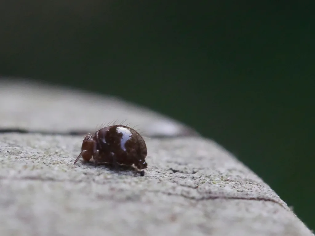 springtails collembola