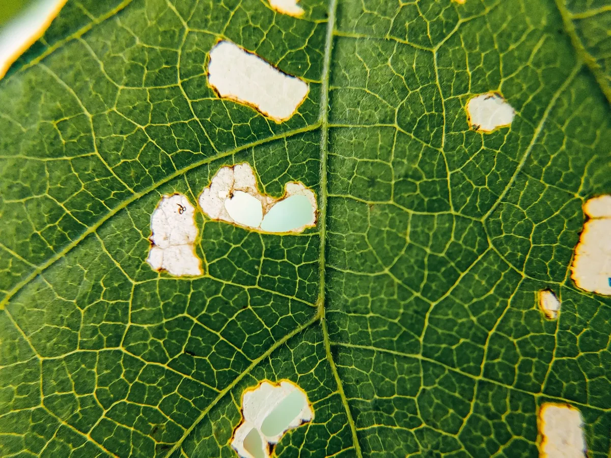 Squash Bug Damage