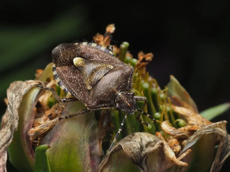 Squash Bug Damage Symptoms