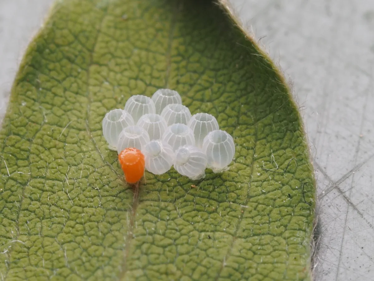 squash bug eggs