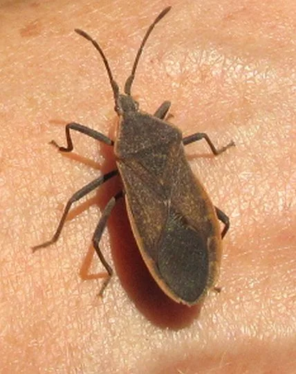 Squash Bug Identification