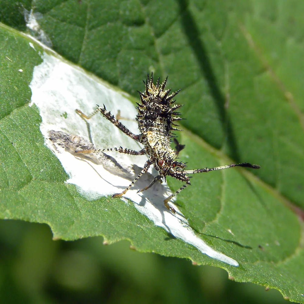 squash bug nymph identification