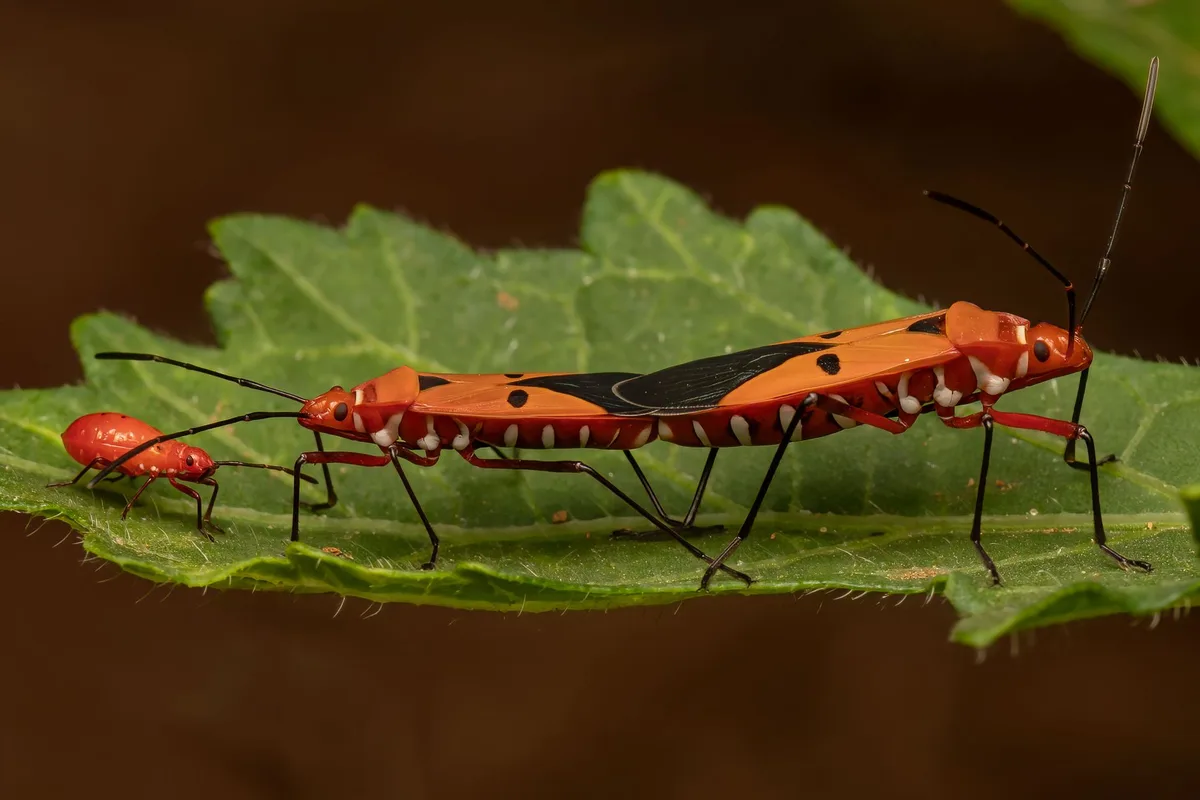 squash bug nymphs