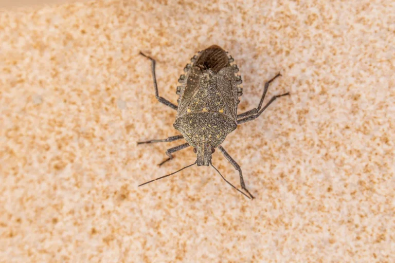 Squash Bugs vs Stink Bugs