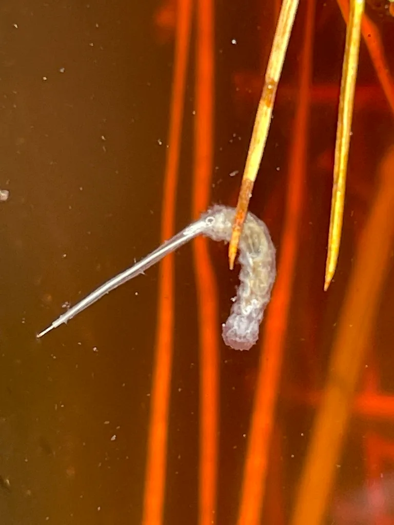 standing water mosquito breeding site