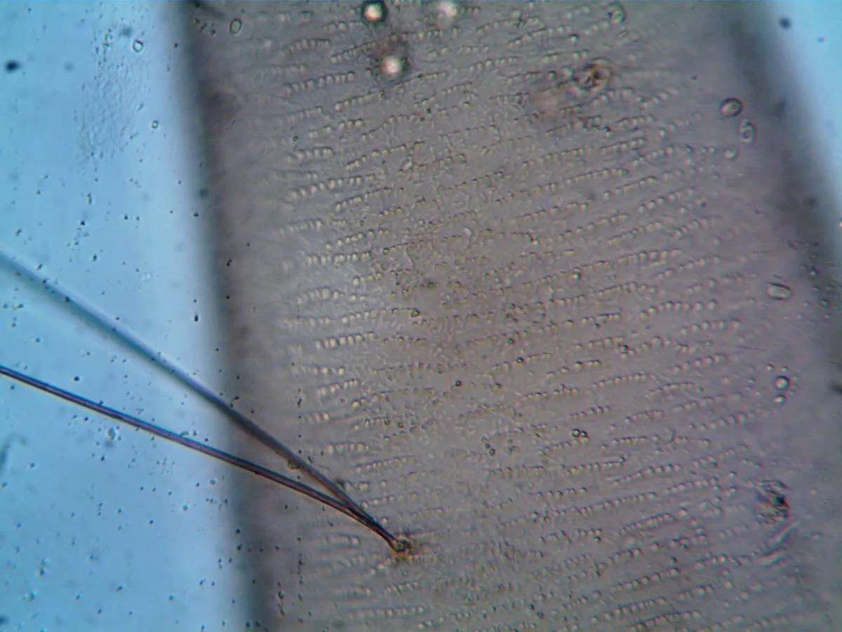 Steinernema feltiae