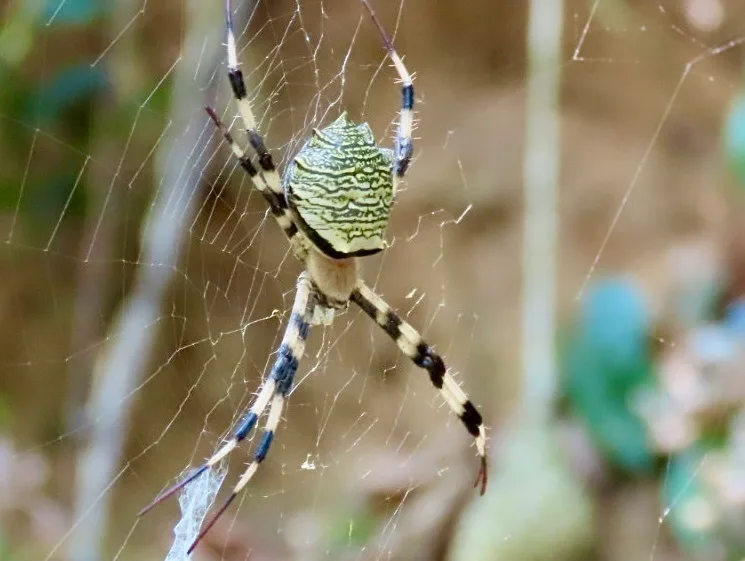 Sticky trap with pests