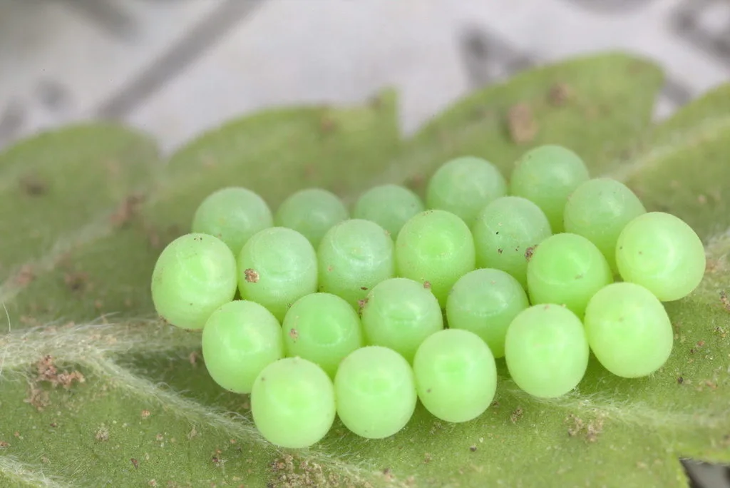 stink bug egg cluster