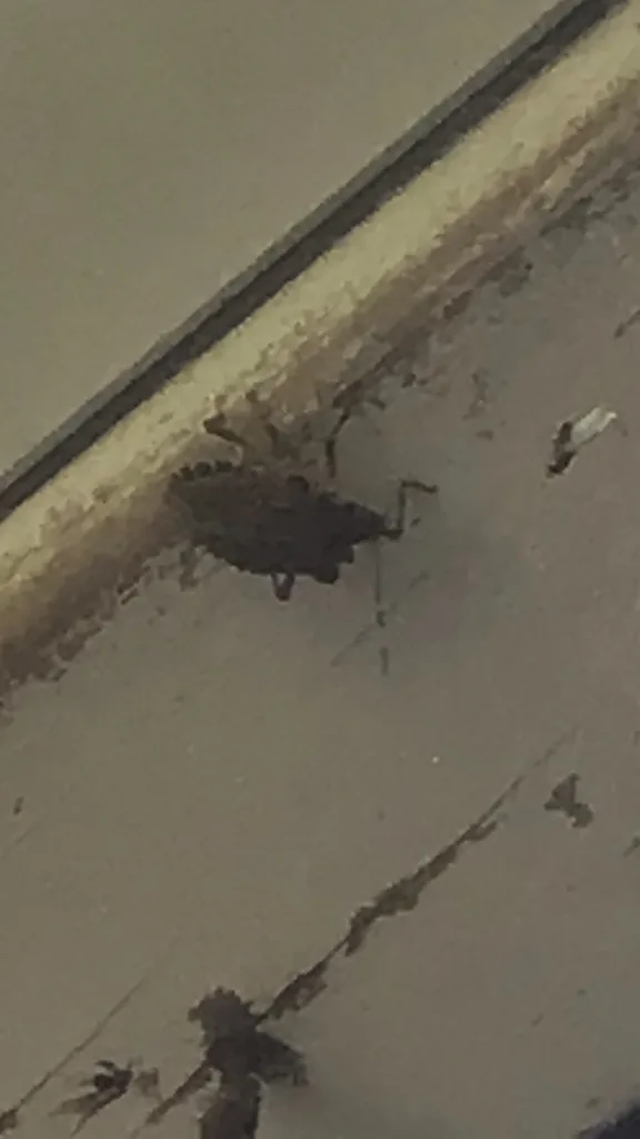 Stink Bug Identification
