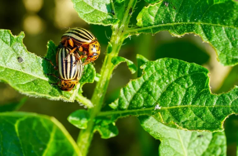 striped cucumber beetle