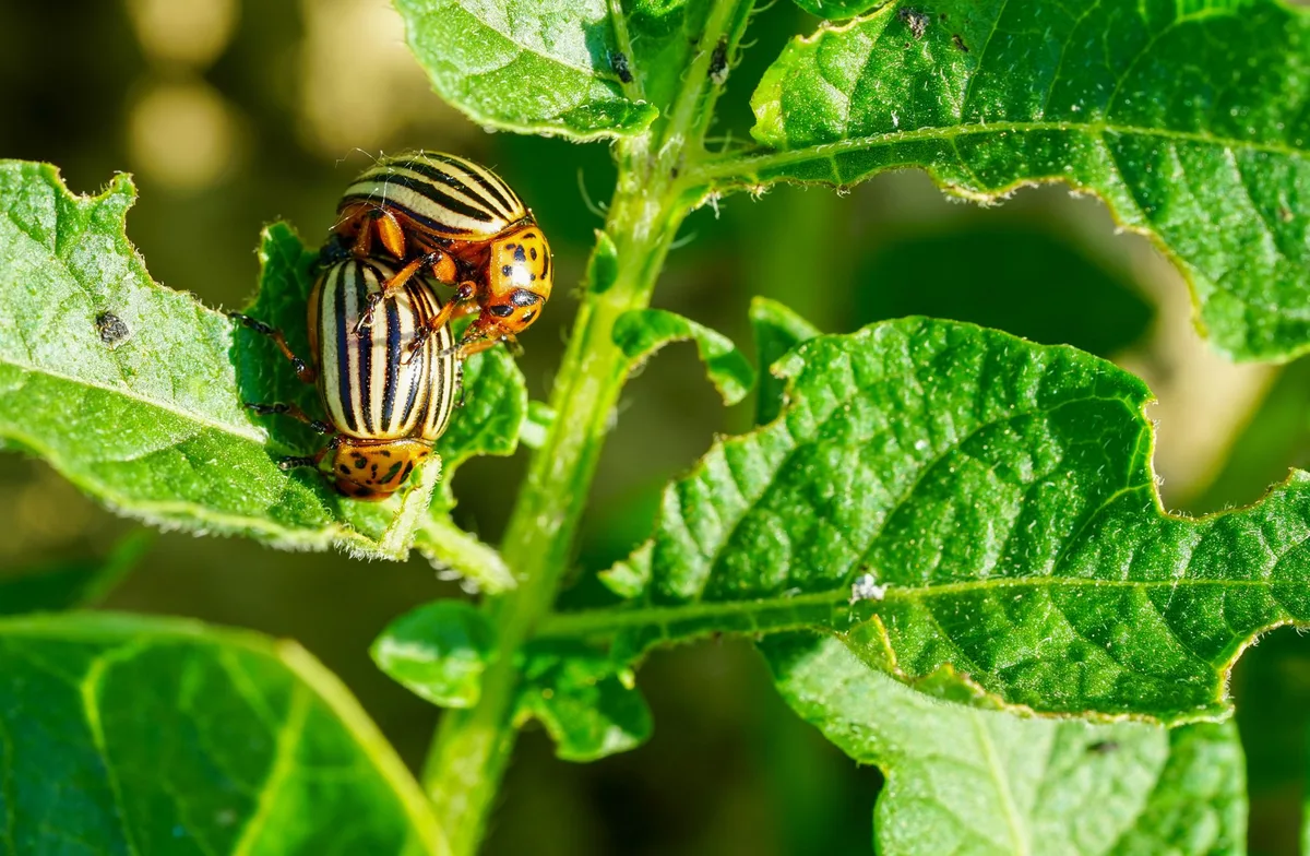 Striped cucumber beetle