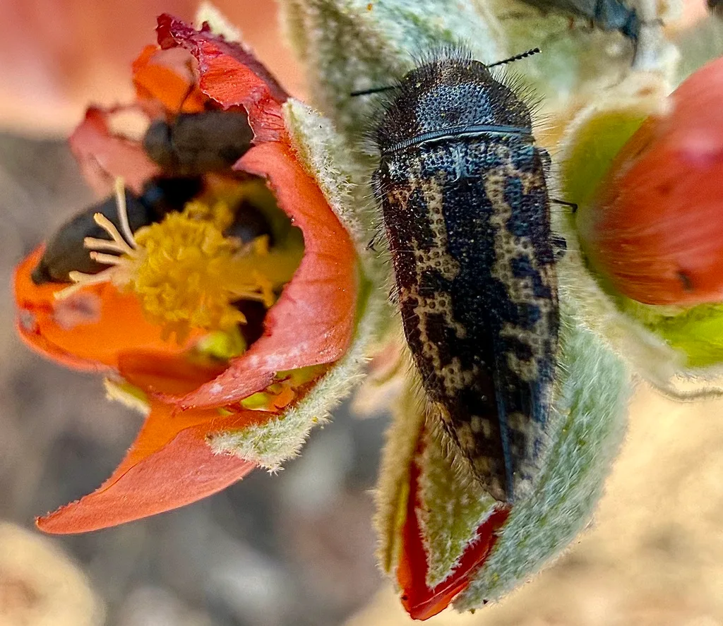 Striped cucumber beetle on cucumber leaf