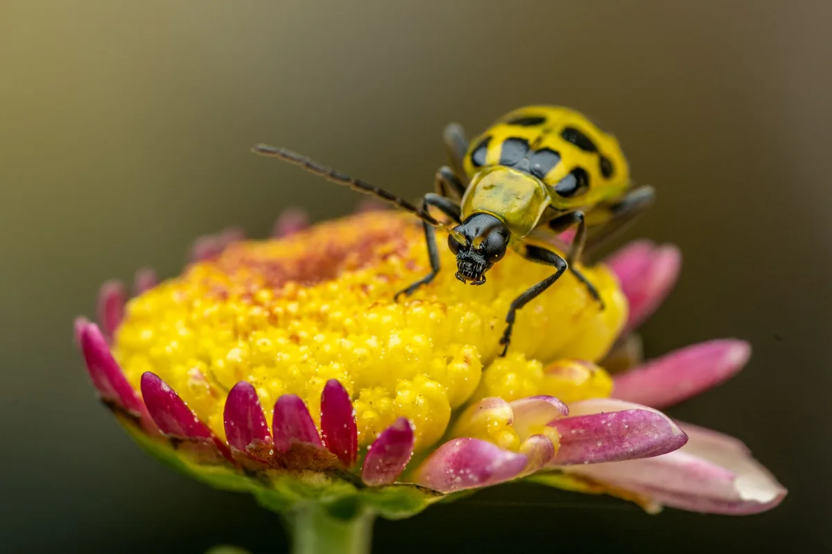 Striped vs spotted cucumber beetle comparison