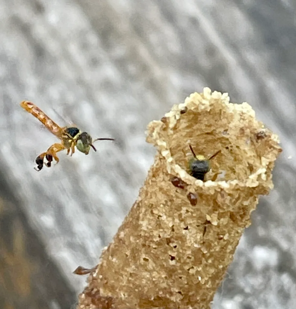 sugar ant vs carpenter ant comparison