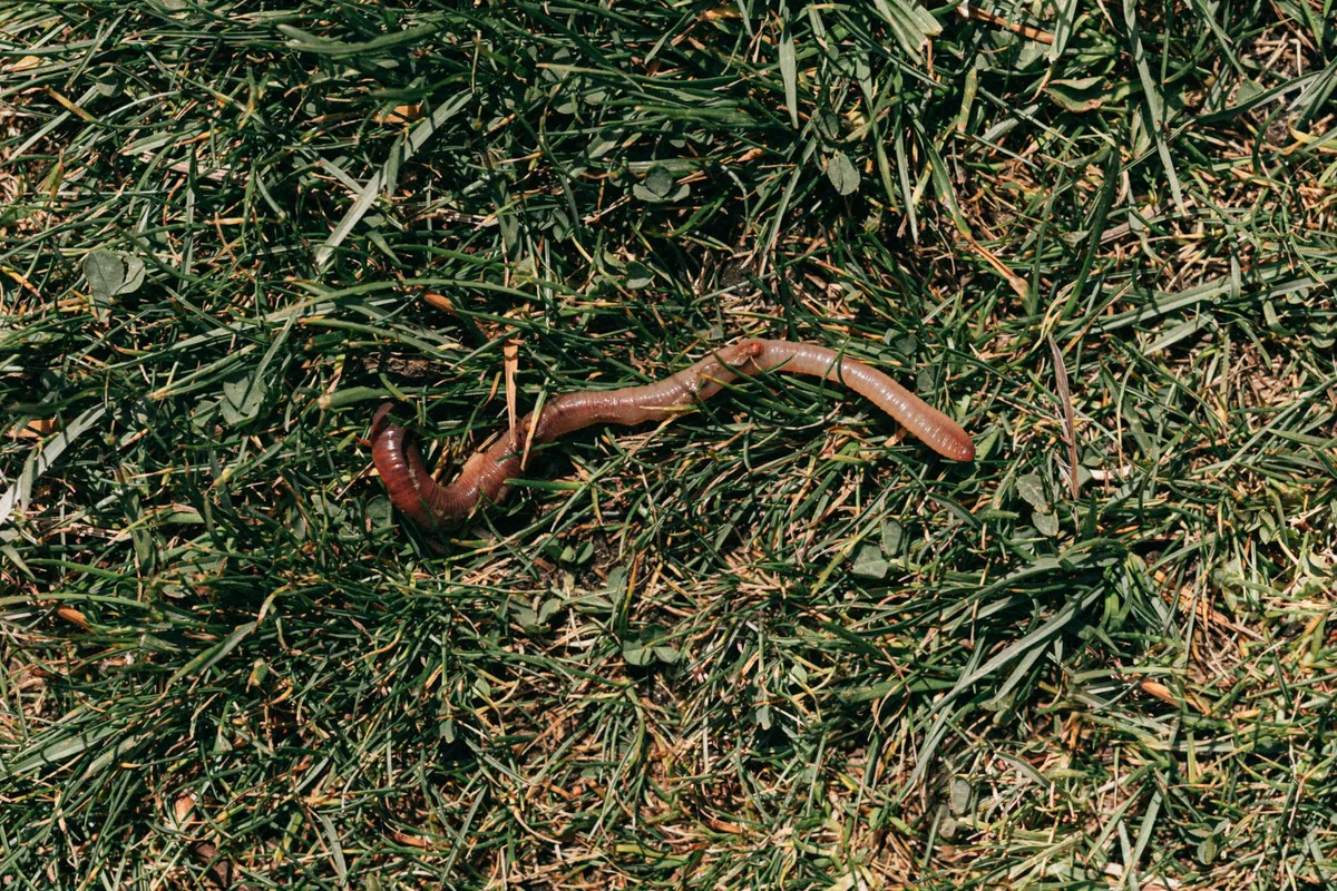 synthetic fertilizer burn