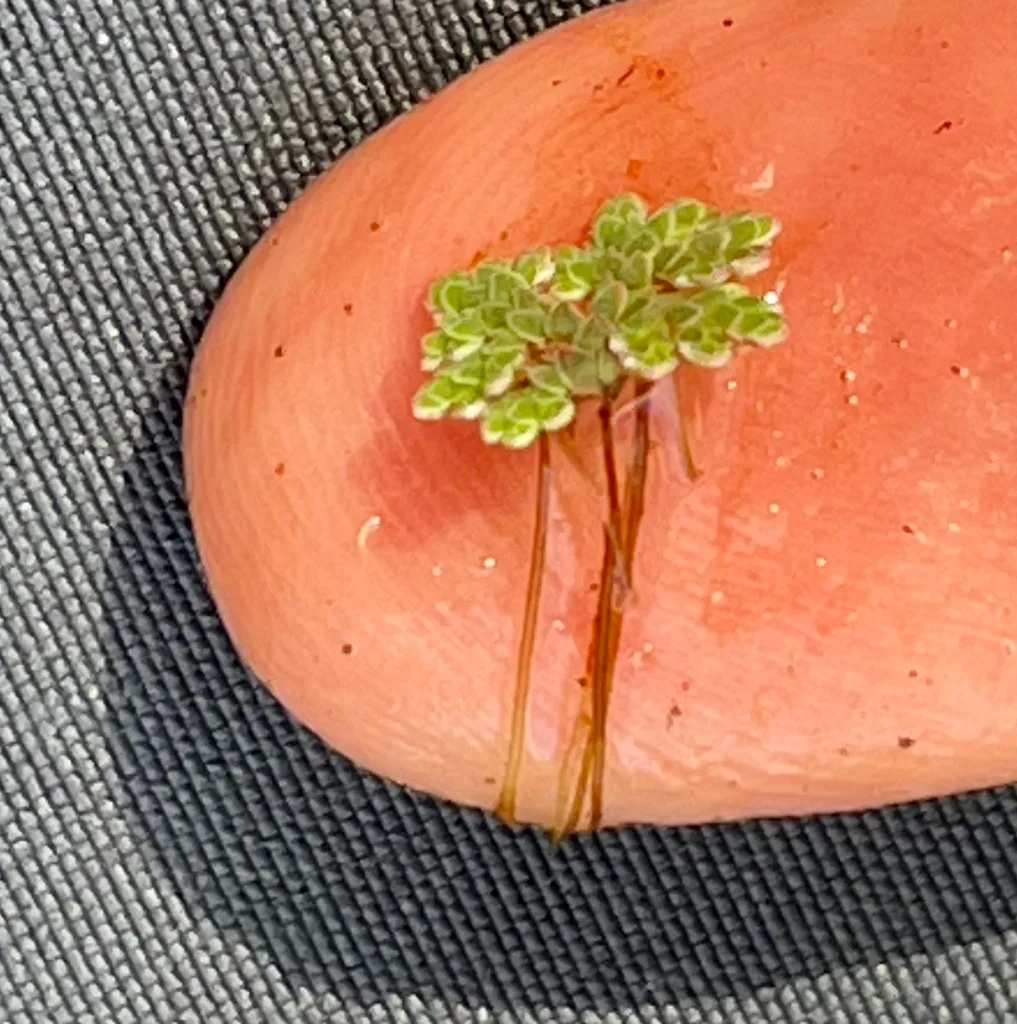 synthetic nitrogen release