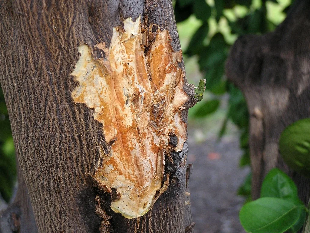 Systemic insecticide soil drench application