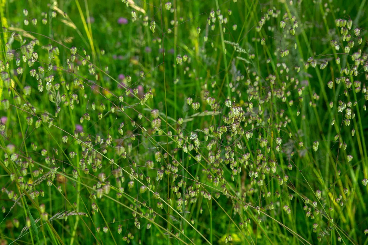 Tall Fescue bunch growth habit