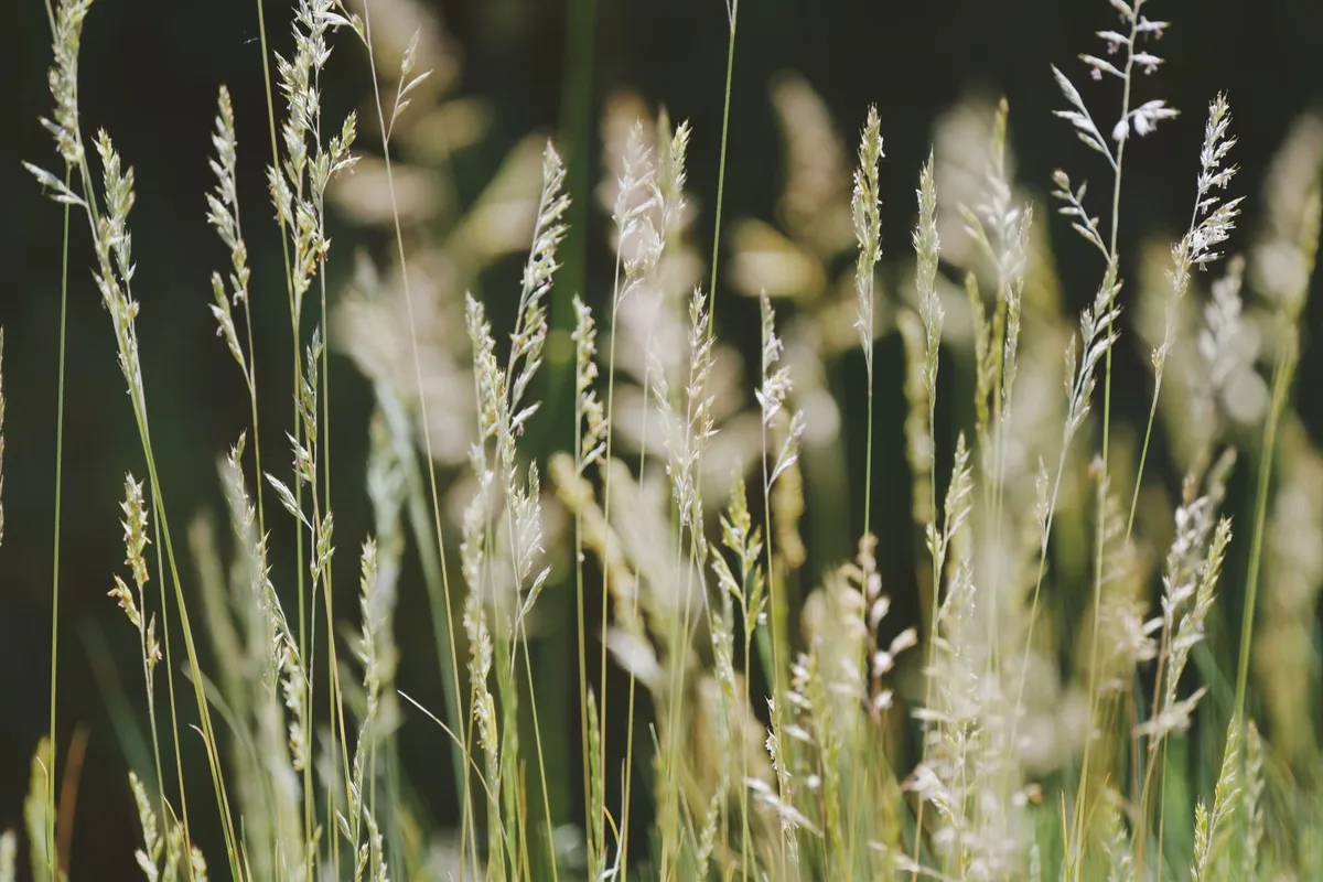 tall fescue grass