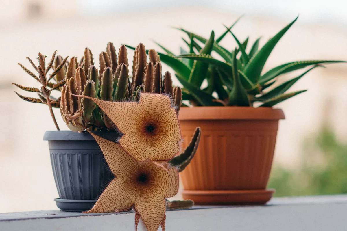 terracotta vs plastic pot comparison